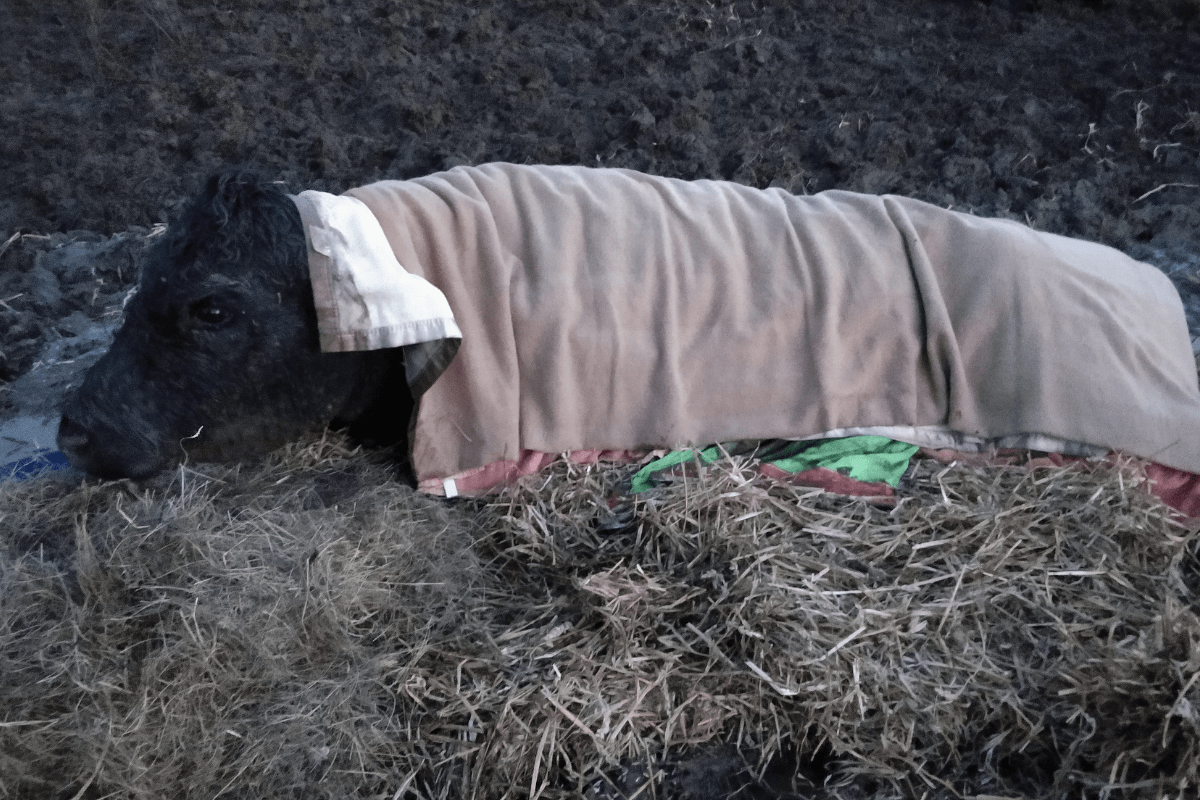 Cow in blankets