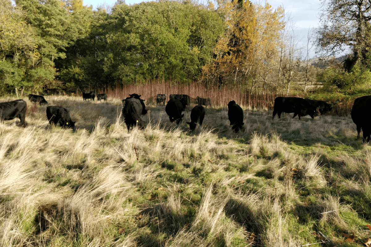 Cows grazing entry paddock
